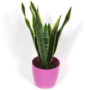 sanseviere - cache pot rose